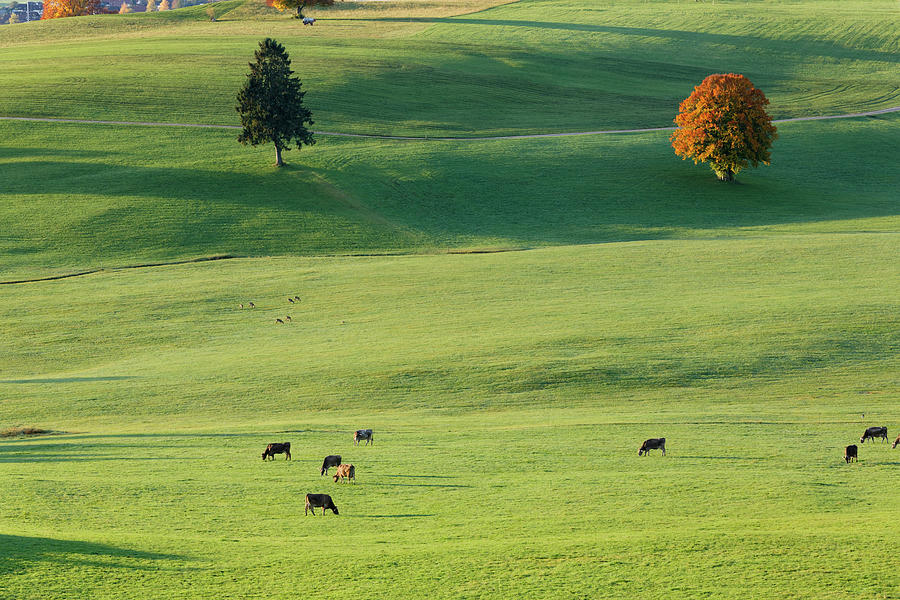 Germany, Bavaria, View Of Pasture At Photograph by Westend61