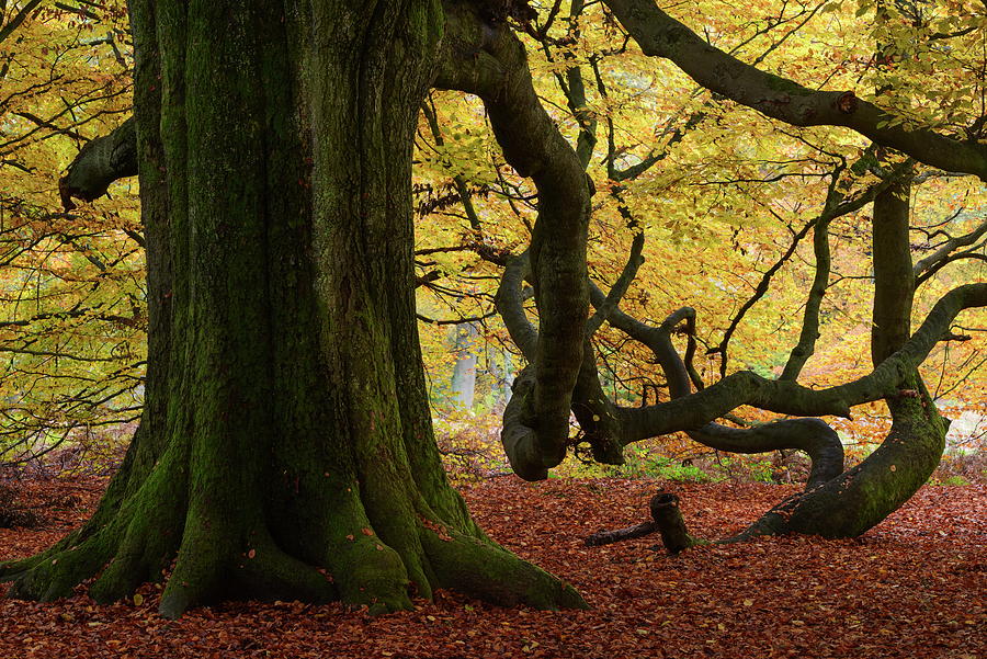 Germany, Beech Tree, Forest Digital Art by Andreas Keil