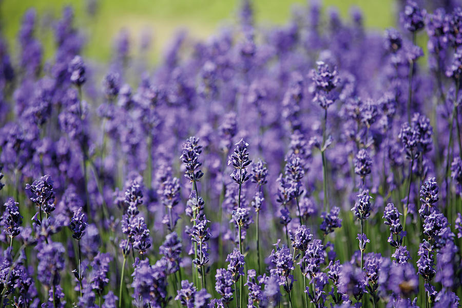 Germany, Field Of Lavender Photograph by Westend61
