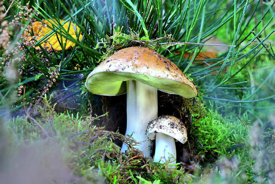 Germany, Hessen, Common Boletus (boletus Edulis), Also Spruce Boletus, Male Mushroom Or Noble Mushroom In The Uberwald, Odenwald Digital Art by Jurgen Busse