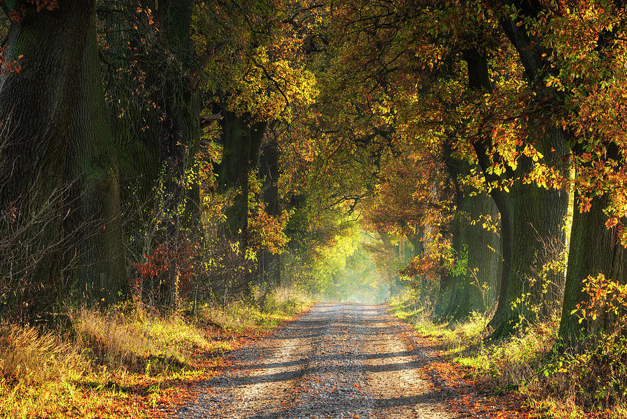 Germany, Hessen, Oak Alley In Autumn, Reinhardswald Digital Art by Andreas Vitting