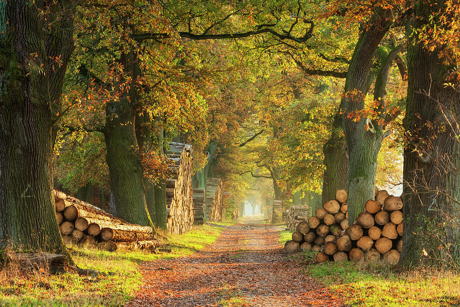 Germany, Hessen, Oak Alley With Stacks Of Wood In Autumn, Reinhardswald Digital Art by Andreas Vitting