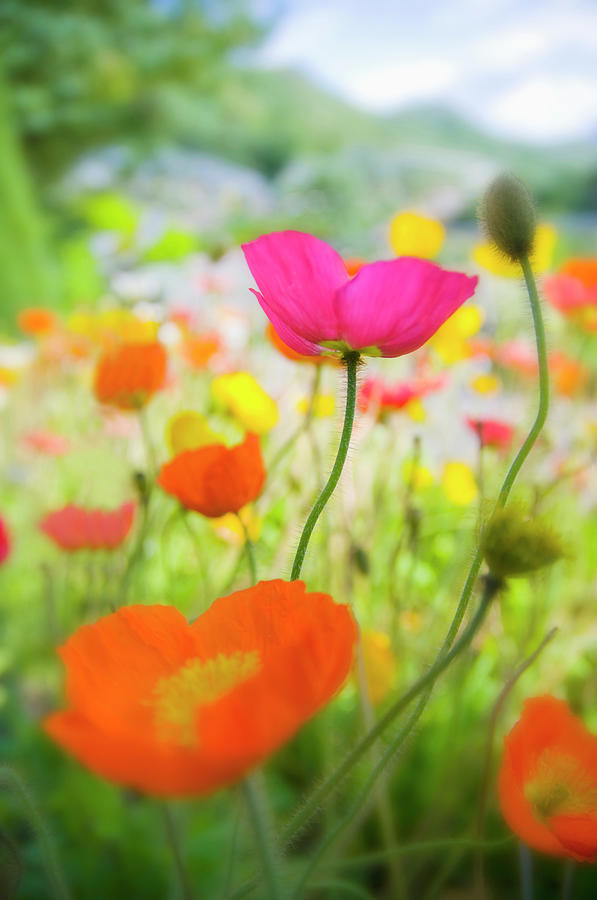 Germany, Iceland Poppy Papaver Photograph by Westend61