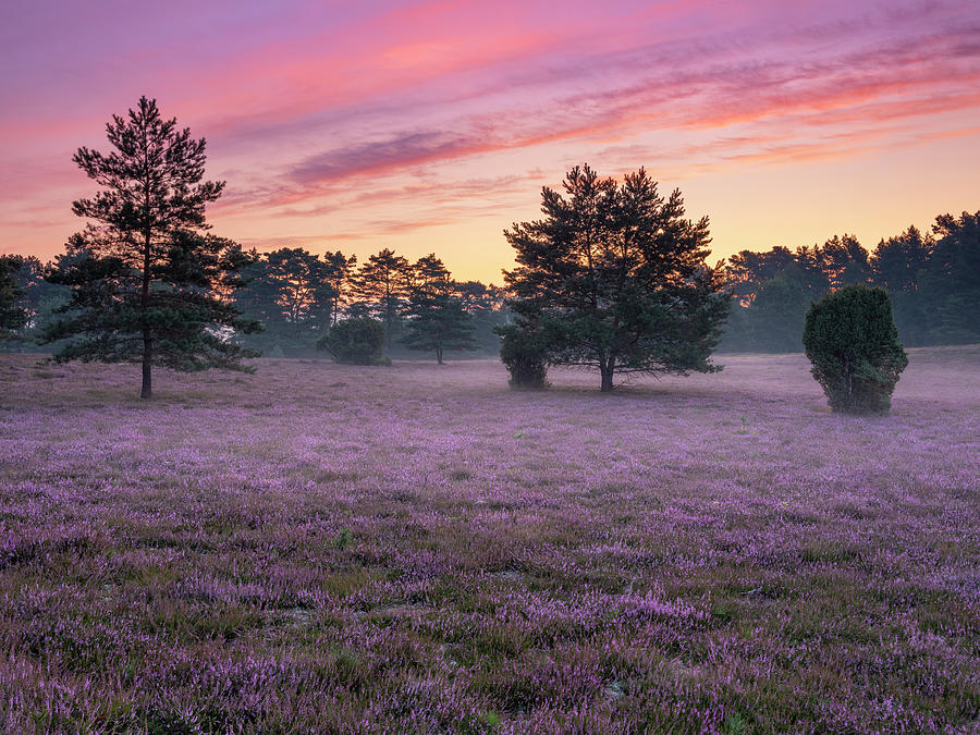 Nature Digital Art - Germany, Lower Saxony, Dawn In The Misselhorn Heath, Flowering Heather And Morning Mist, Luneburg Heath by Andreas Vitting