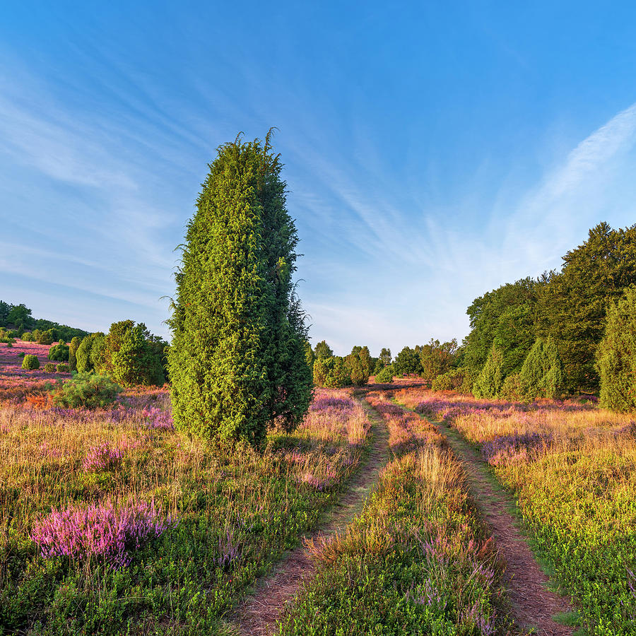 Nature Digital Art - Germany, Lower Saxony, Dirt Path Through Typical Heather Landscape In The Evening Light With Blooming Heather And Juniper Bushes, Luneburg Heath by Andreas Vitting