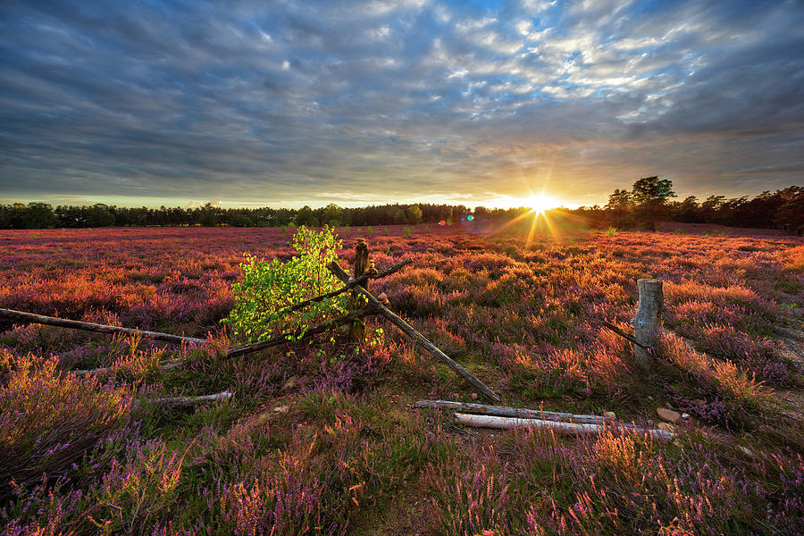 Sunset Digital Art - Germany, Lower Saxony, Heathland With Blooming Heather At Sunset, Luneburg Heath by Andreas Vitting