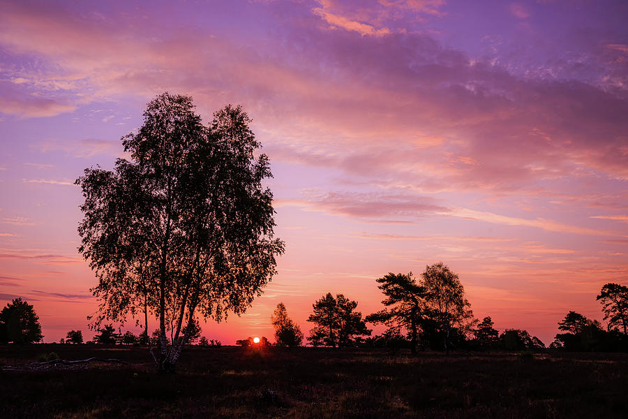 Image Digital Art - Germany, Lower Saxony, Sunrise In The Osterheide, Luneburg Heath by Martha Feustel