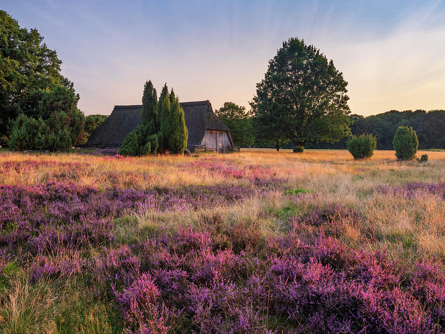 Nature Digital Art - Germany, Lower Saxony, Typical Heather Landscape In The Last Evening Light With Blooming Heather, Old Sheepfold And Juniper Bushes, Luneburg Heath by Andreas Vitting