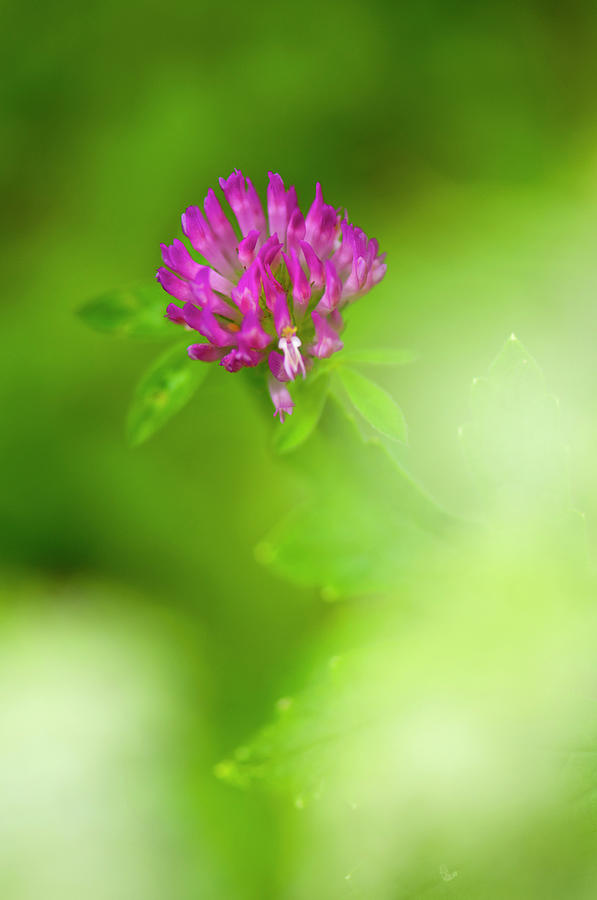 Germany, Red Clover Trifolium Pratense Photograph by Westend61