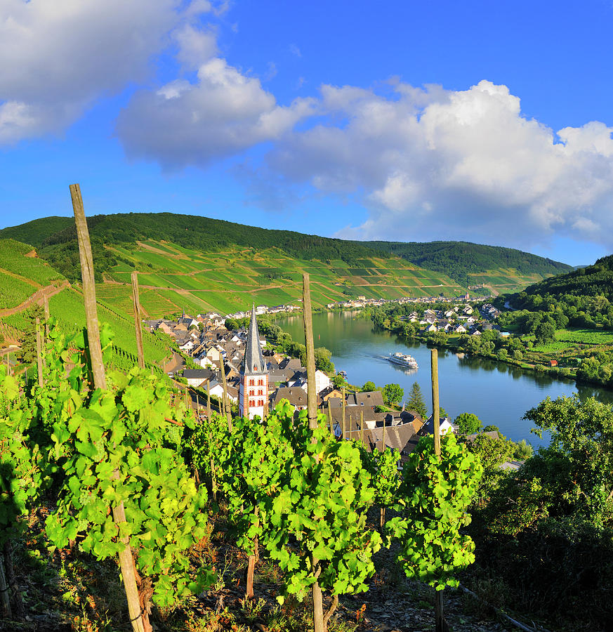 Germany, Rhineland-palatinate, Moselle Valley, Moselle Wine Route, Zell An Der Mosel, Merl, Vineyards And Village By Moselle River Digital Art by Luca Da Ros