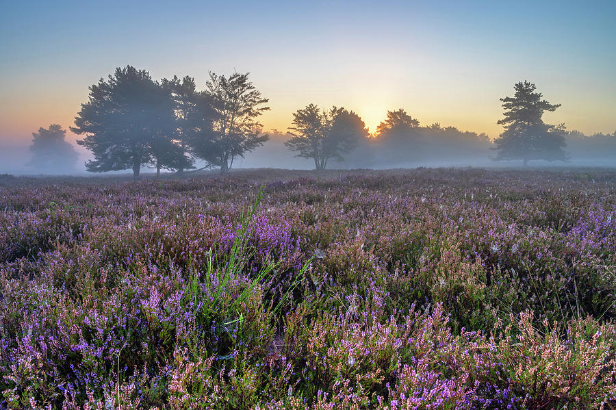 Germany, Rhineland-palatinate, Sunrise In The Mehlinger Heide Near Kaiserslautern Digital Art by Hans-georg Eiben Germany, Rhineland-palatinate, Sunrise In The Mehlinger Heide Near Kaiserslautern Digital Art by Hans-georg Eiben