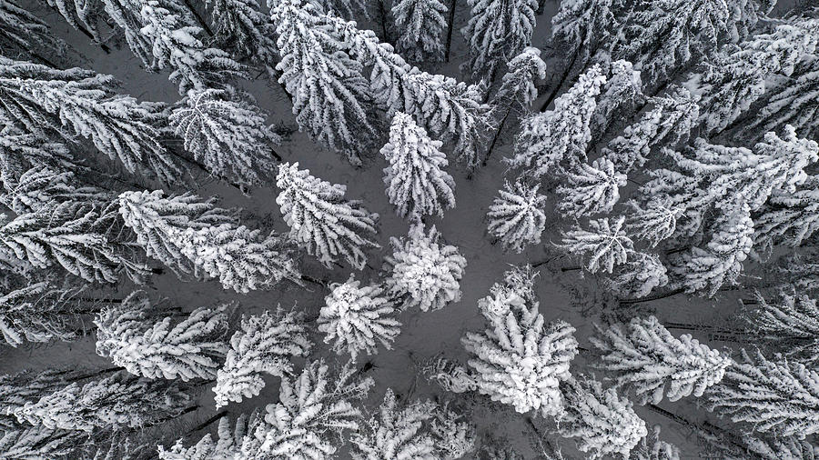 Nature Digital Art - Germany, Rhineland-palatinate, Winter Forest At The Rosterkopf Near Osburg, Hochwald, Hunsruck by Hans-peter Merten