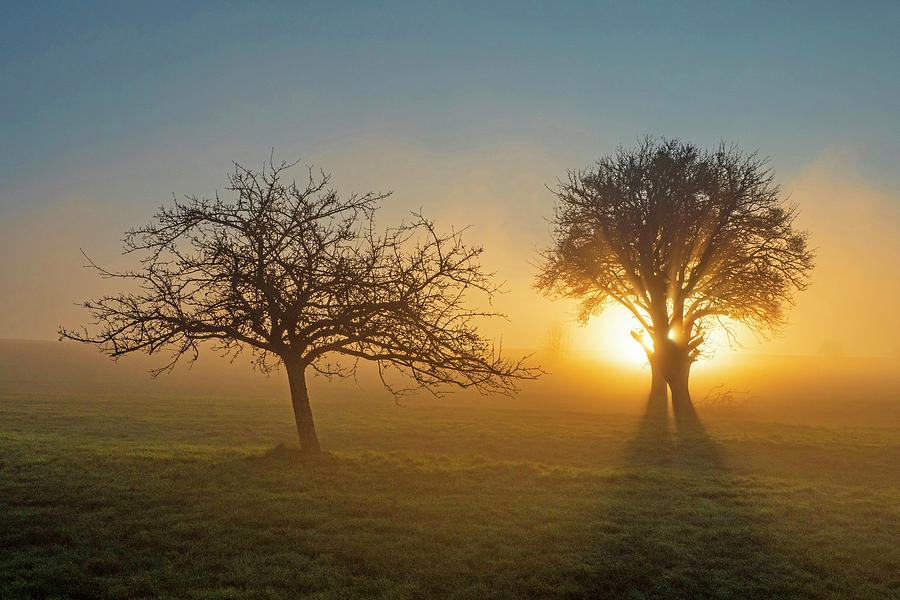 Germany, Saarland, Mettlach, Saar Valley, Morning Sun, Fog And Trees ...