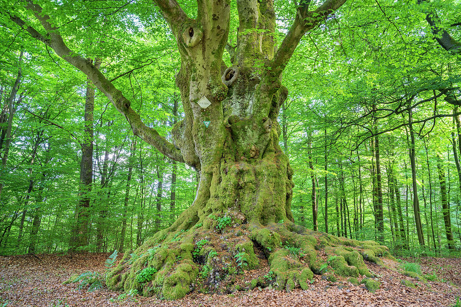 Germany, Siegerland, Birch Tree Digital Art by Christian Back