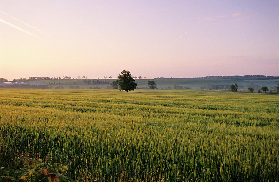 Germany, Thuringia, Field Photograph by Mel Stuart
