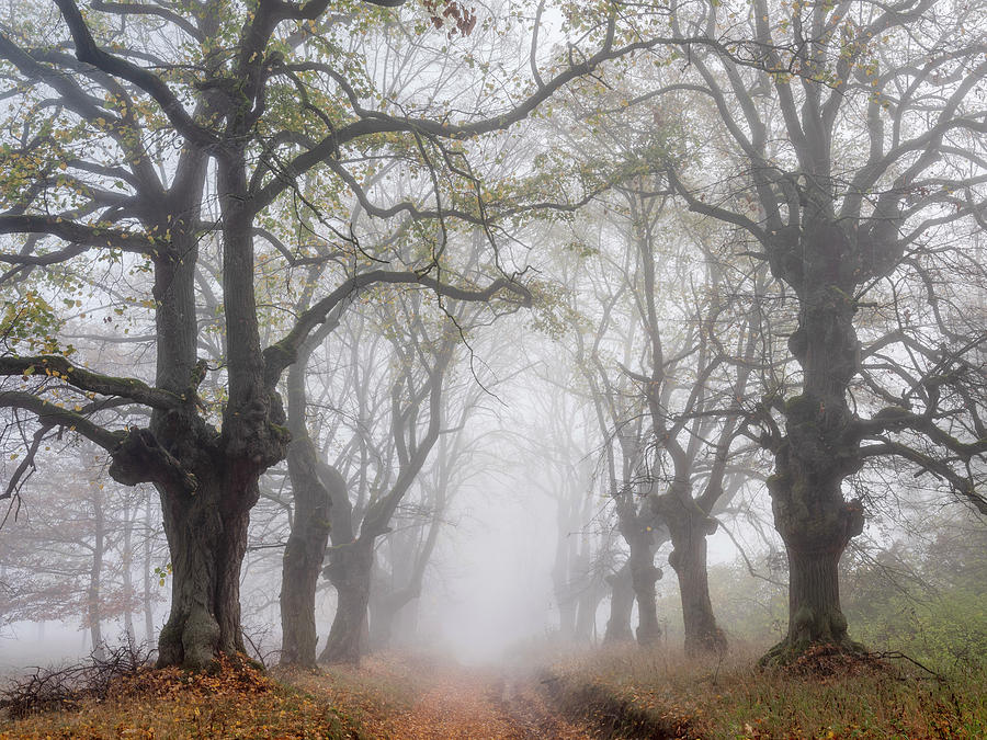 Germany, Thuringia, Old Linden Avenue At Kyffhauser In Dense Fog Digital Art by Andreas Vitting