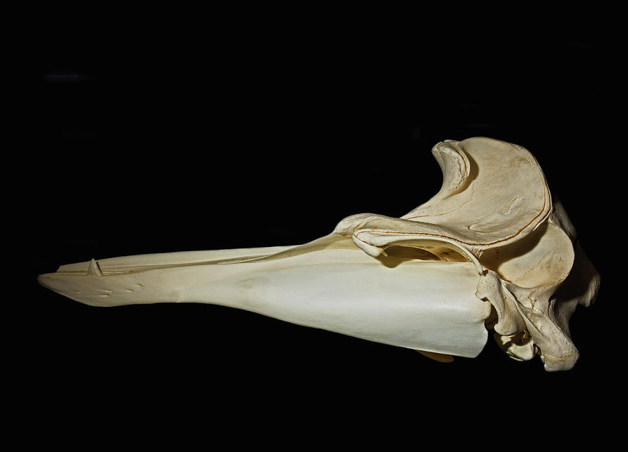 Gervais Beaked Whale Skull Photograph by Millard H. Sharp | Fine Art ...