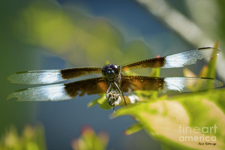 Get A Grip 2 Dragonfly Close Up Art Photograph by Reid Callaway