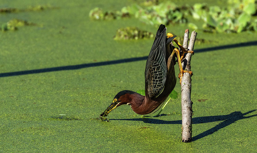 Get a grip- Green Heron Photograph by Kelly Kennon