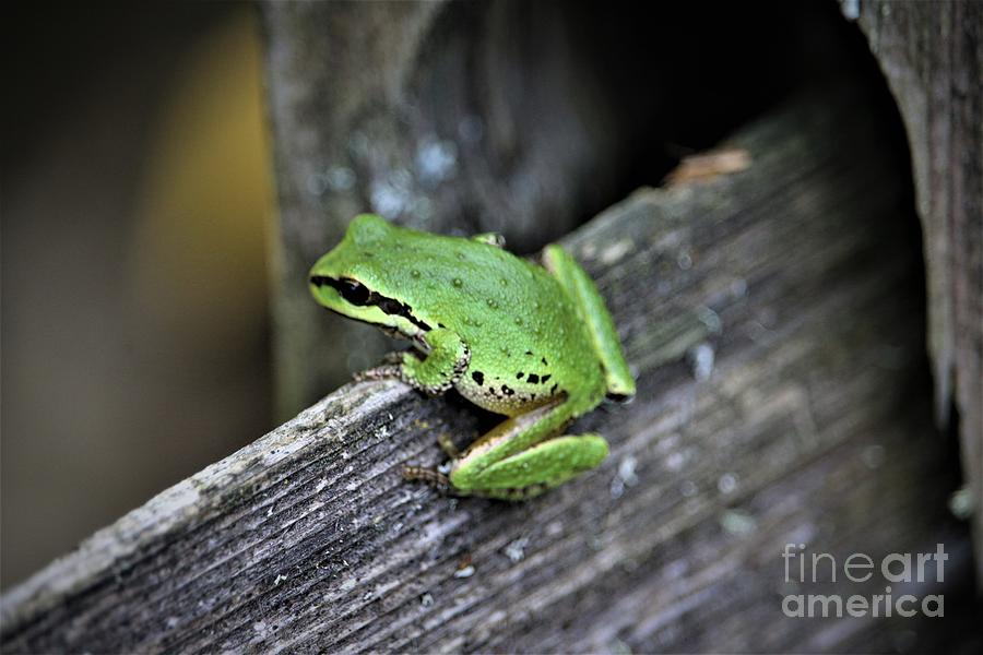 Get A Grip Tree Frog Photograph by Nick Gustafson