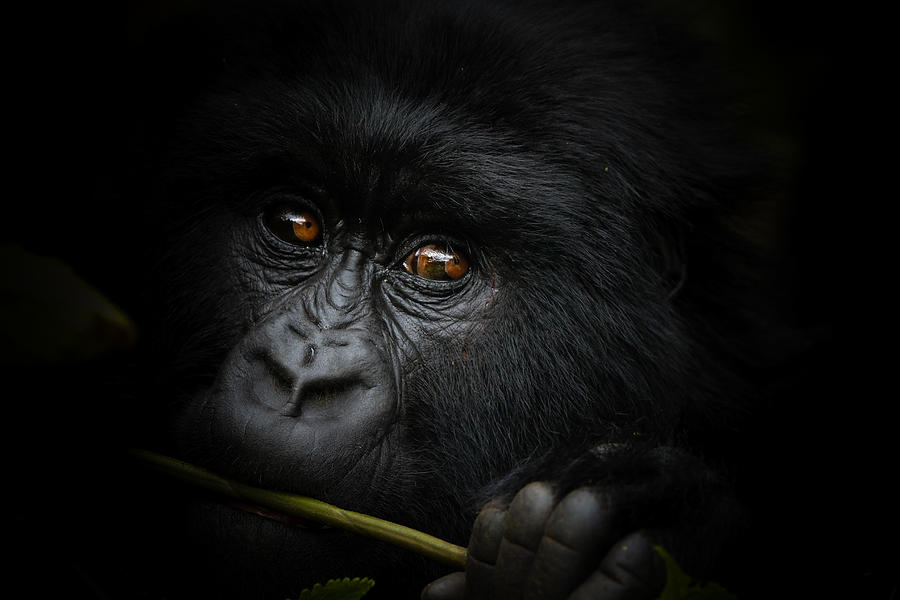 Gorilla Photograph - Get In Touch by Manginiphotography