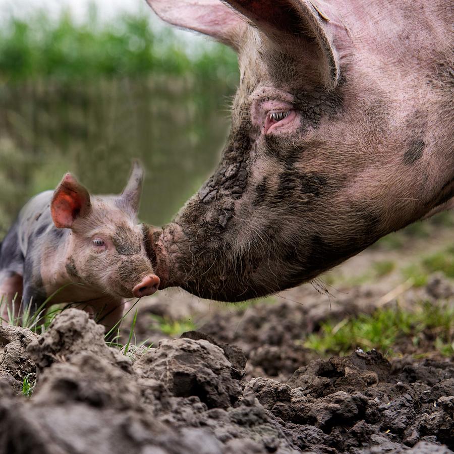Animal Photograph - Get Into The Mud, And Get Yourself Dirty by Gert Van Den Bosch