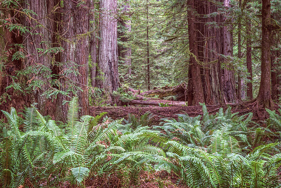 Nature Photograph - Get Lost In The Redwoods by Joseph S Giacalone