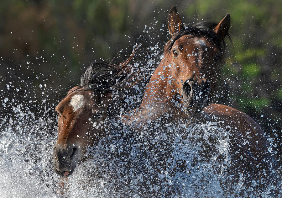 Chasing Mares. Photograph by Paul Martin
