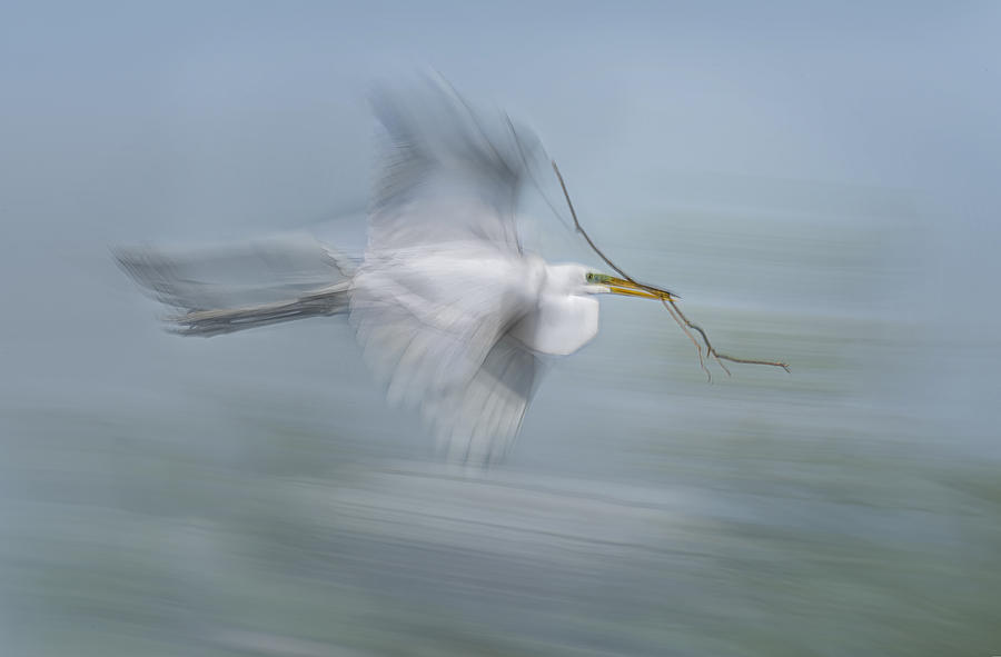 Bird Photograph - Get Ready by Larry Deng
