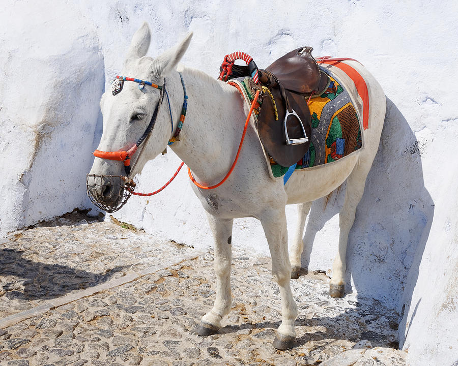 Get Your Ass Against the Wall -- Donkey in Fira, Santorini, Greece Photograph by Darin Volpe