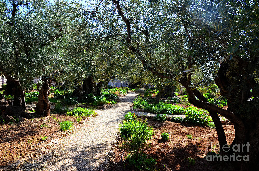 Gethsemane Garden 1 Photograph By Del Art