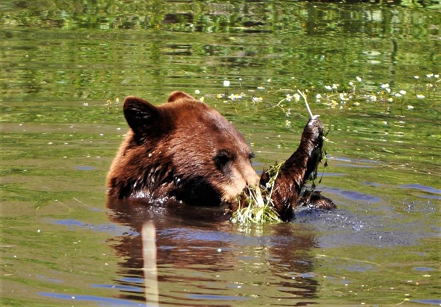 Gettin into the Weeds Photograph by Mike Helland