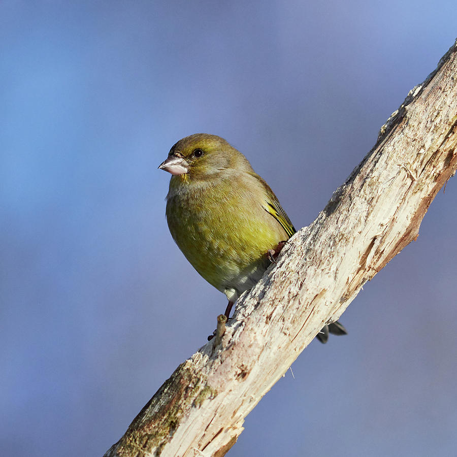 Getting green. European greenfinch Photograph by Jouko Lehto