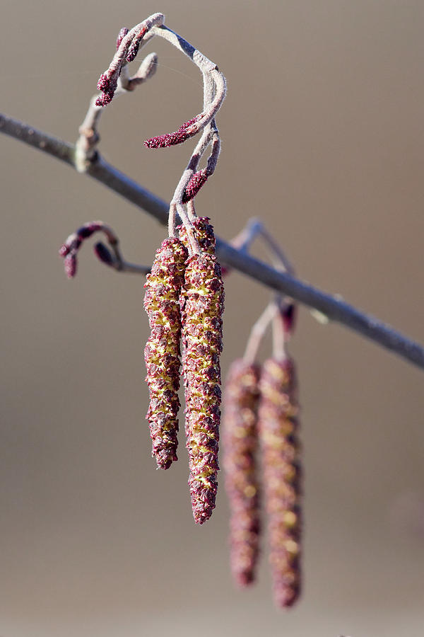 Getting Ready. Alder Spring Photograph