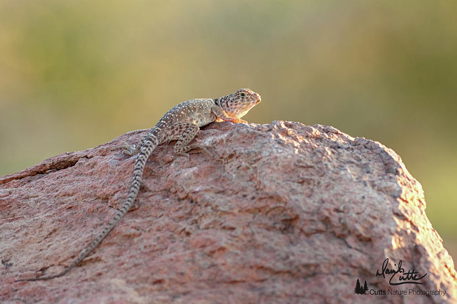 America Photograph - Getting Some Sun by David Cutts America Photograph - Getting Some Sun by David Cutts