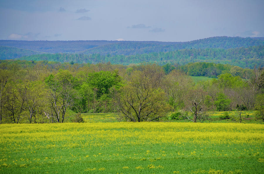 Gettysburg Pennsylvania - Yellow Flowers in Field Photograph by Bill Cannon