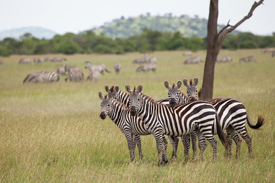 Ggroup Of Zebras, Serengeti National Photograph by Karen Desjardin