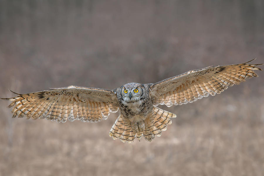Owl Photograph - Gho In Flight by Nick Kalathas