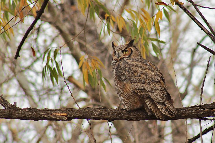 GHO Photograph by Larry Kniskern - Fine Art America