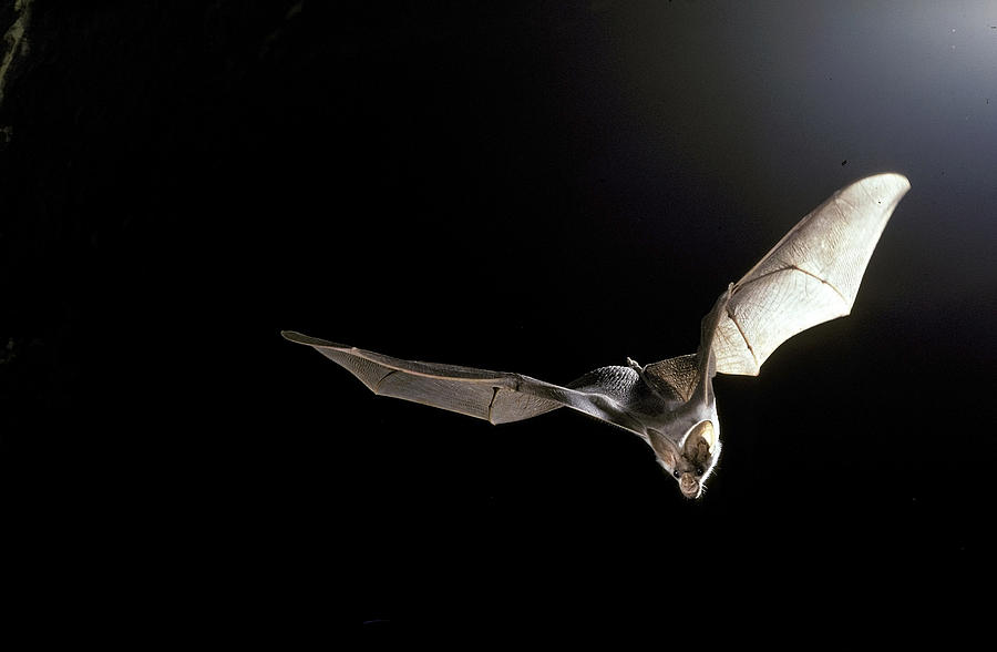 Ghost Bat Photograph by Graham Anderson - Pixels Ghost Bat Photograph by Graham Anderson - Pixels