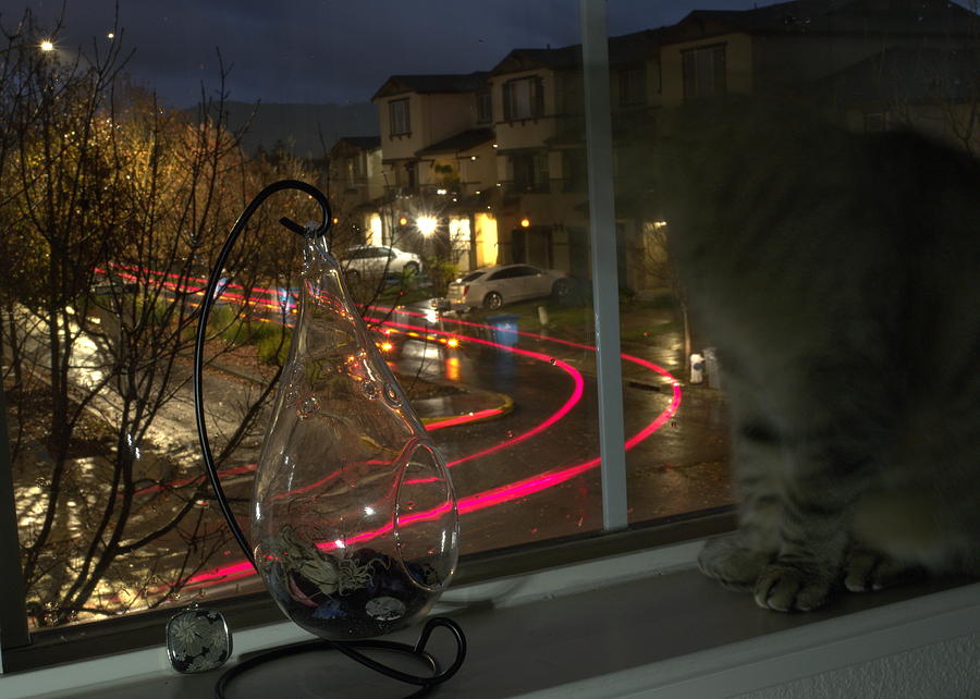 Ghost Cat Photograph by Richard Thomas