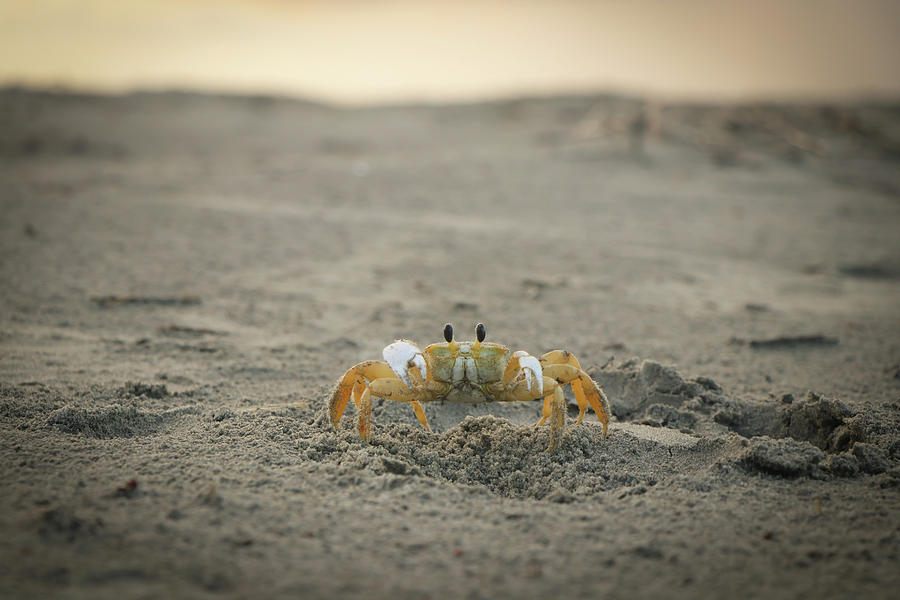 Ghost Crab Kiawah Island Photograph by Kylie Jeffords