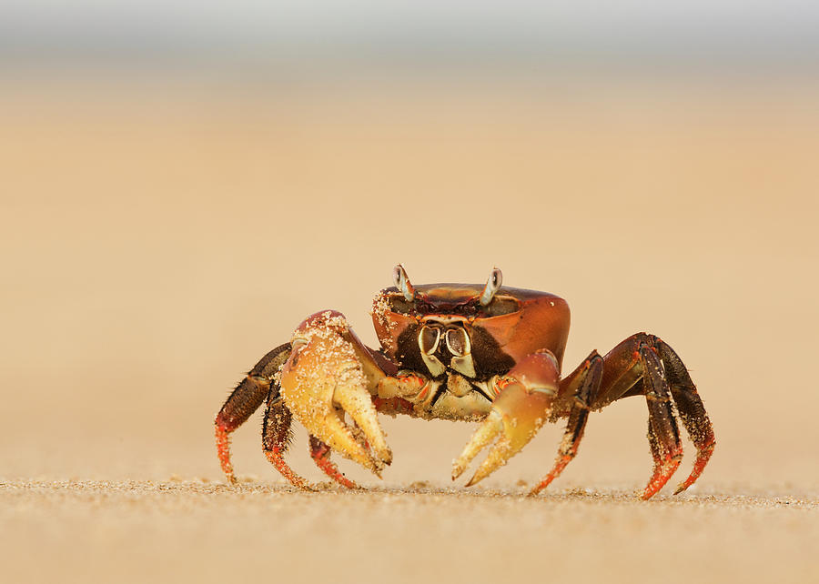 Ghost Crab On The Beach At Lamu Island Photograph by Lizzie Shepherd / Design Pics