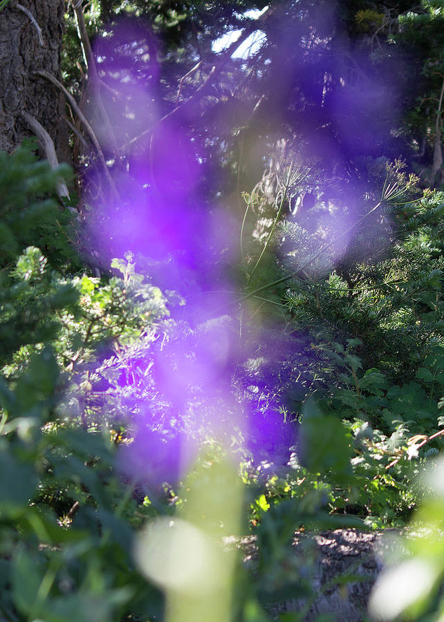 Ghost Flower at Cedar Breaks Photograph by Jonathan Thompson