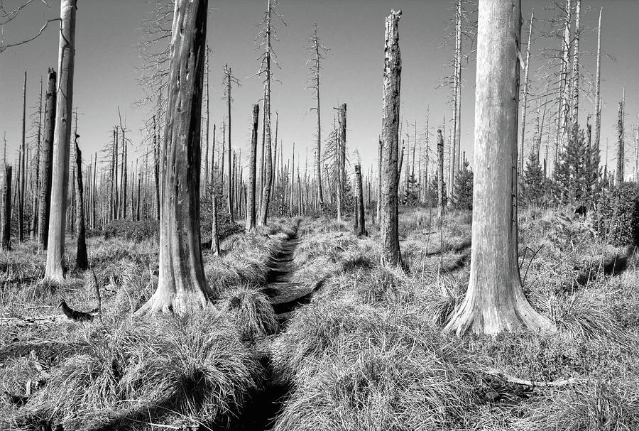 Landscape Photograph - Ghost Forest by David Patton Landscape Photograph - Ghost Forest by David Patton