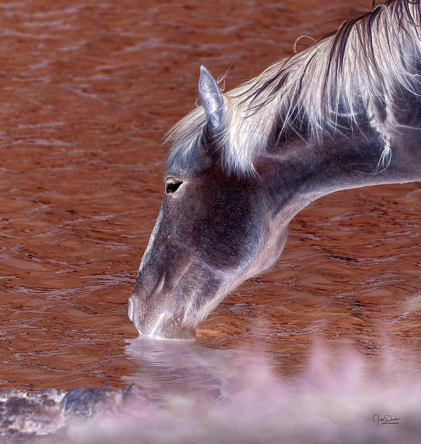 Ghost Horse - Wild Mustang Digital Art by Judi Dressler