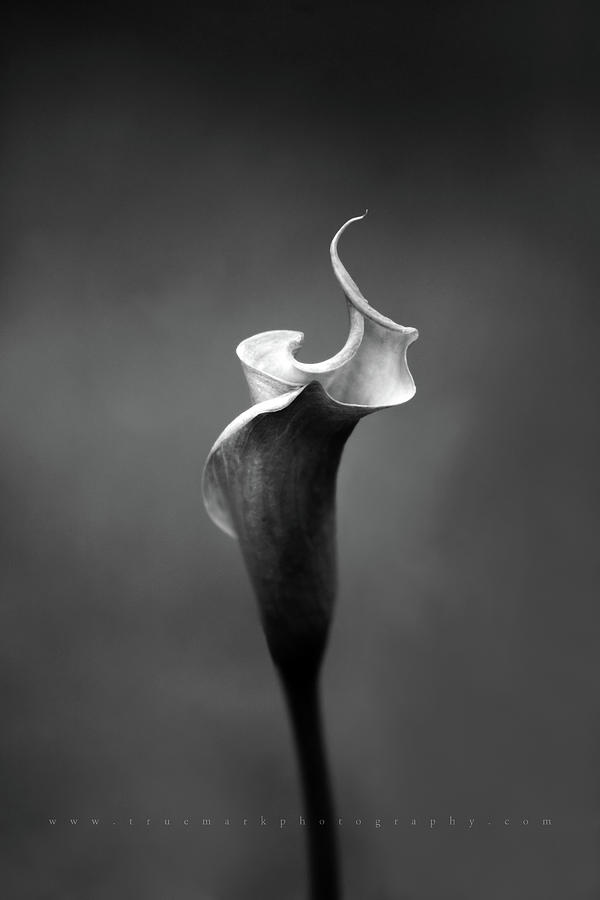 Ghost Lily Photograph by Jack Crockett | Pixels