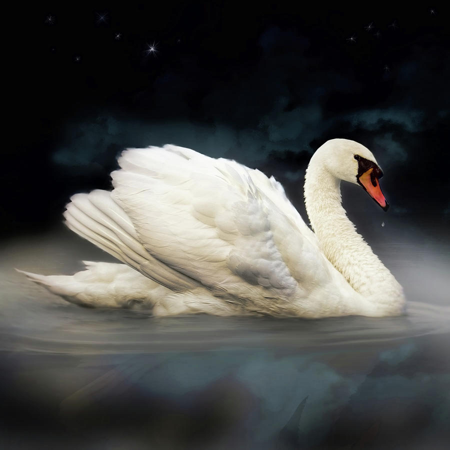 Swan Ripples Photograph by Carl H Payne