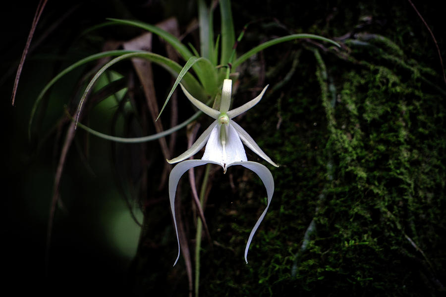Ghost Orchid Photograph - Ghost Orchid by Joey Waves