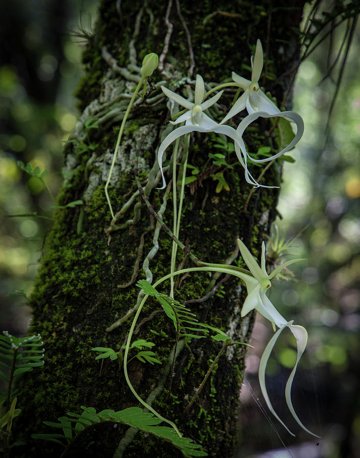 Ghost Orchid Trifecta Photograph By Steve Irwin Fine Art America